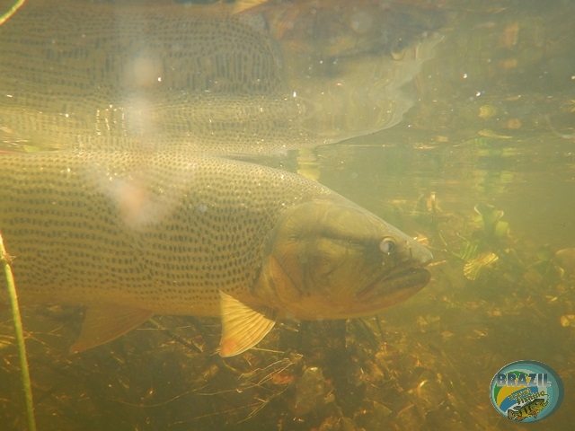 PIRA LODGE - Pantanal Argentino - Temporada 2.016